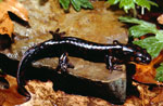 Tiger Salamander <image courtesy of Ohio Department of Natural Resources>